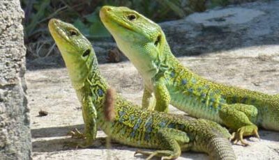LA BIODIVERSITÉ